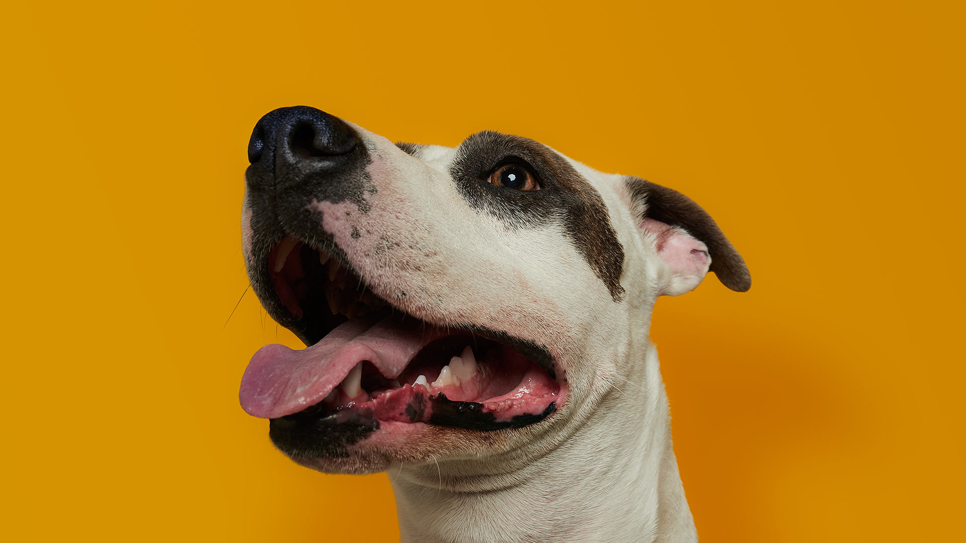 Humane Society Of Marathon County