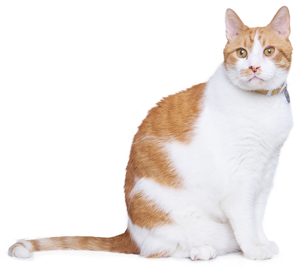 Butterscotch the wonder kitty!